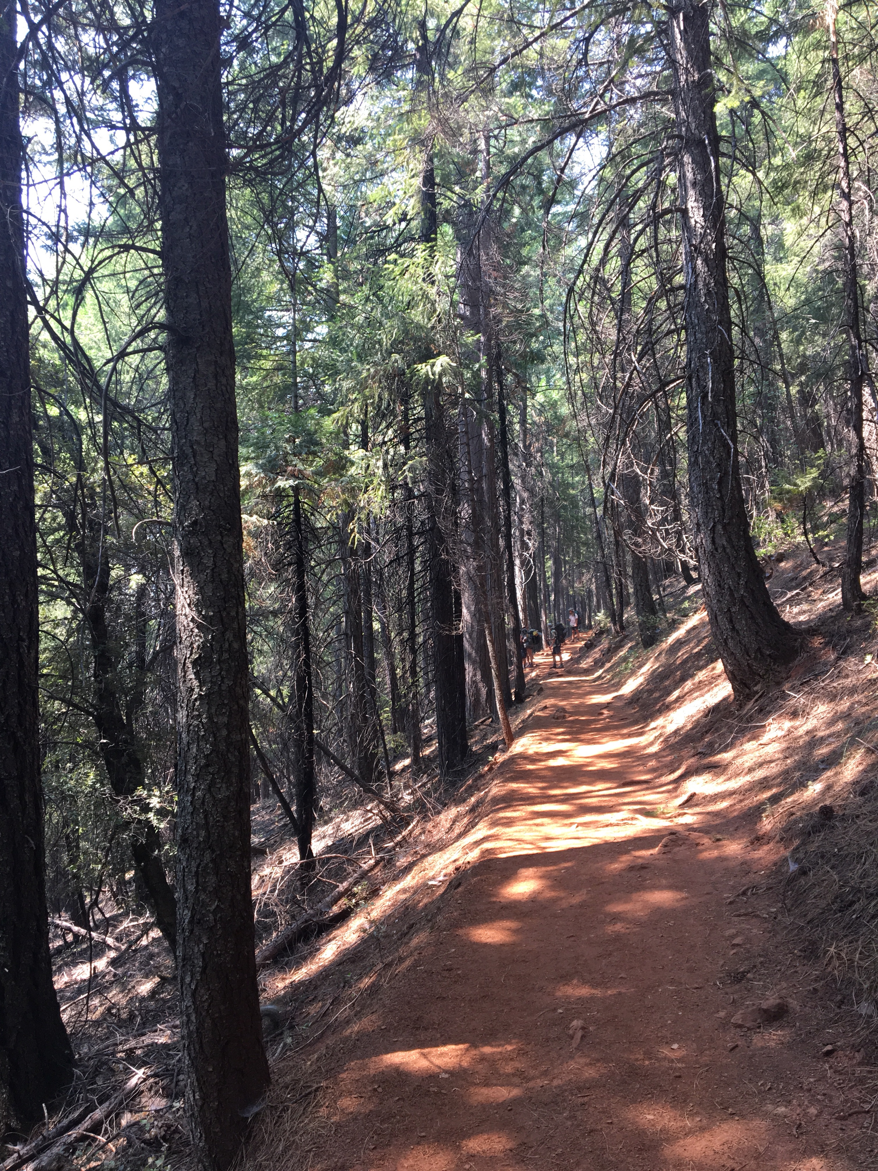 Shasta Trinity National Forest