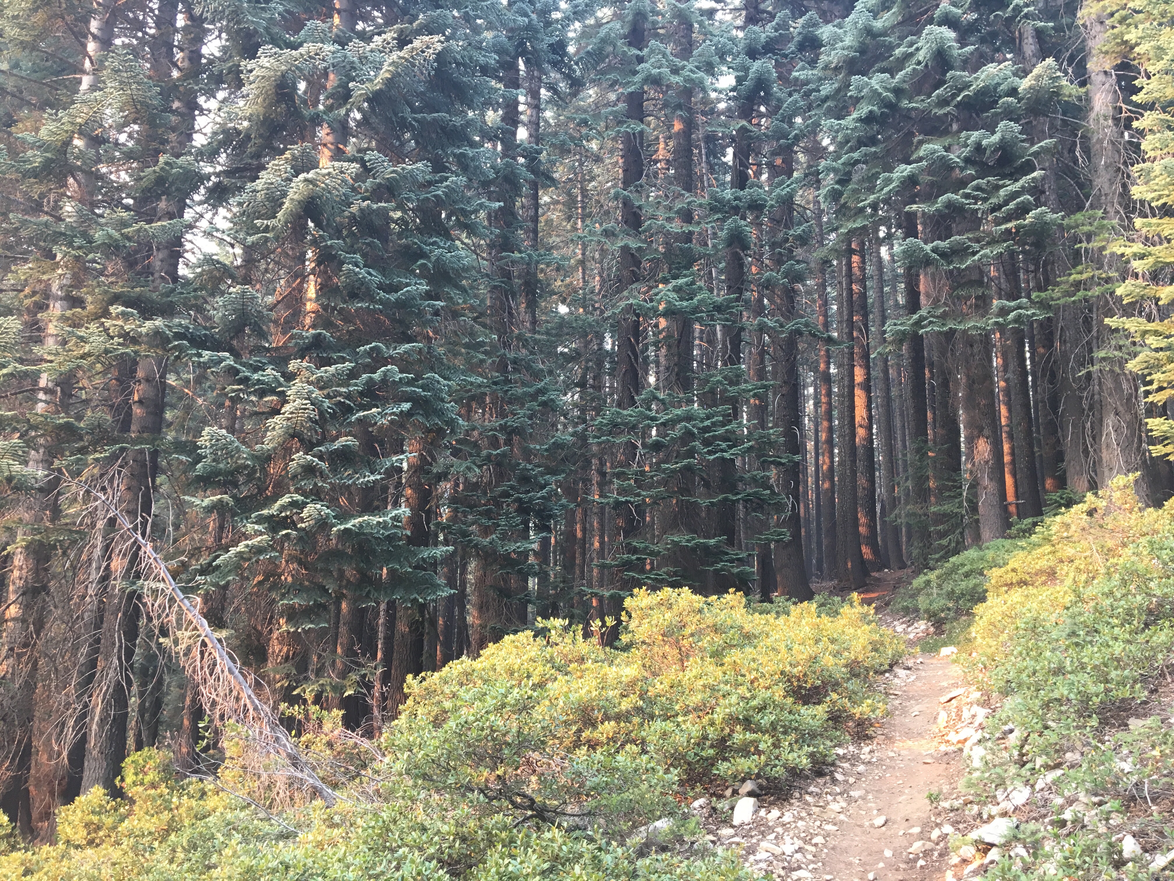 Shasta Trinity National Forest